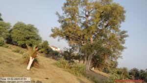 गिद्ध गणना करता वन रक्षक 